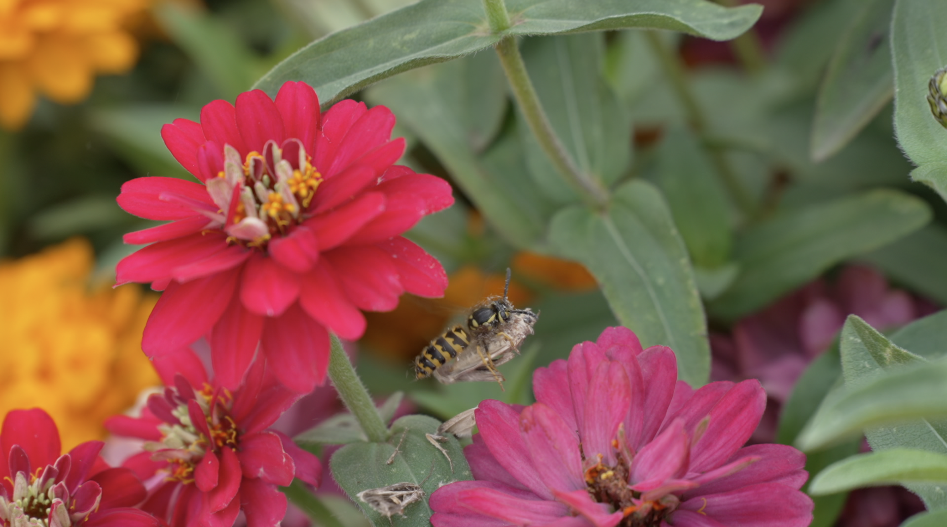 Wasp Carrying a Moth