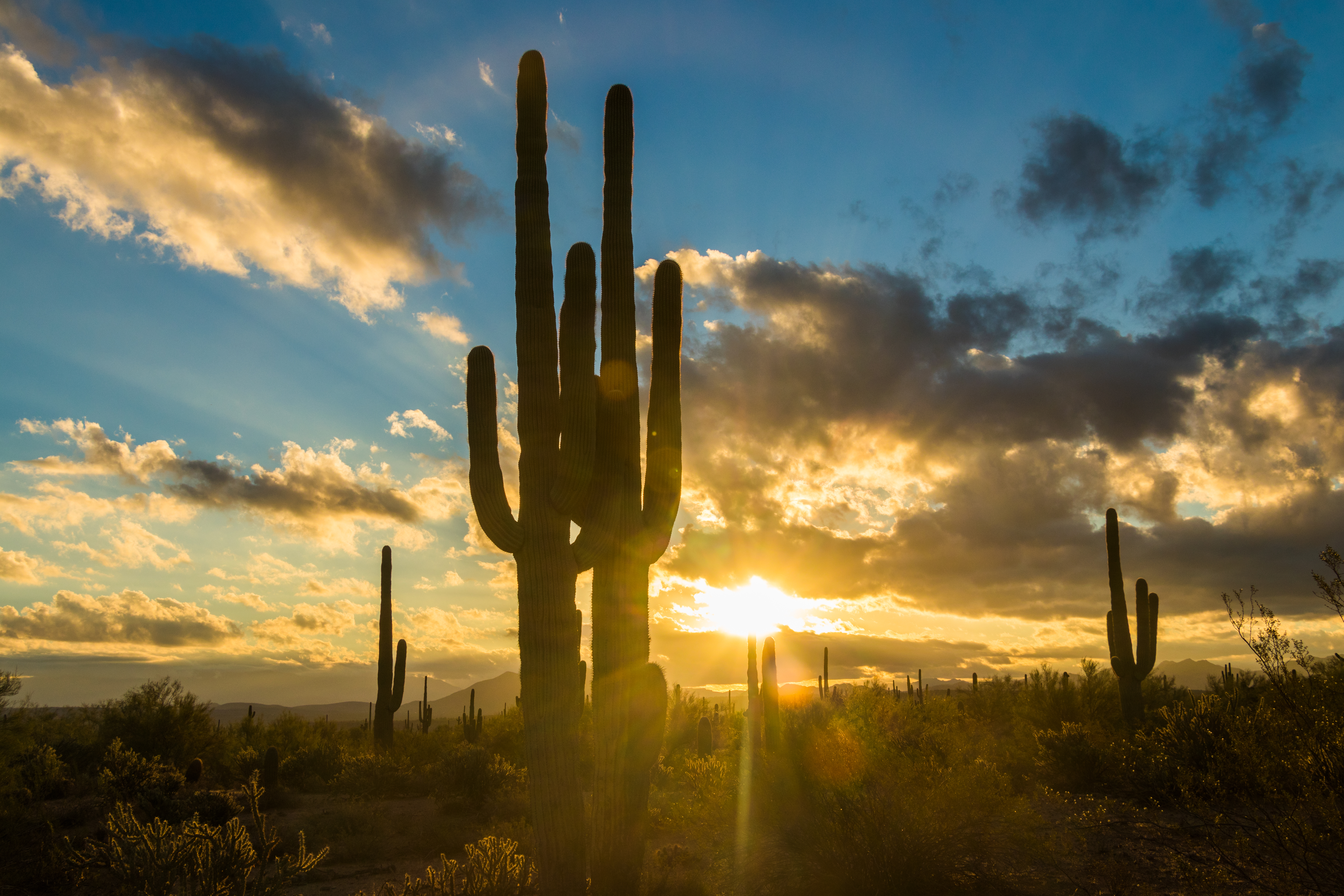 FOUNTAIN HILLS SAGUARO.jpg