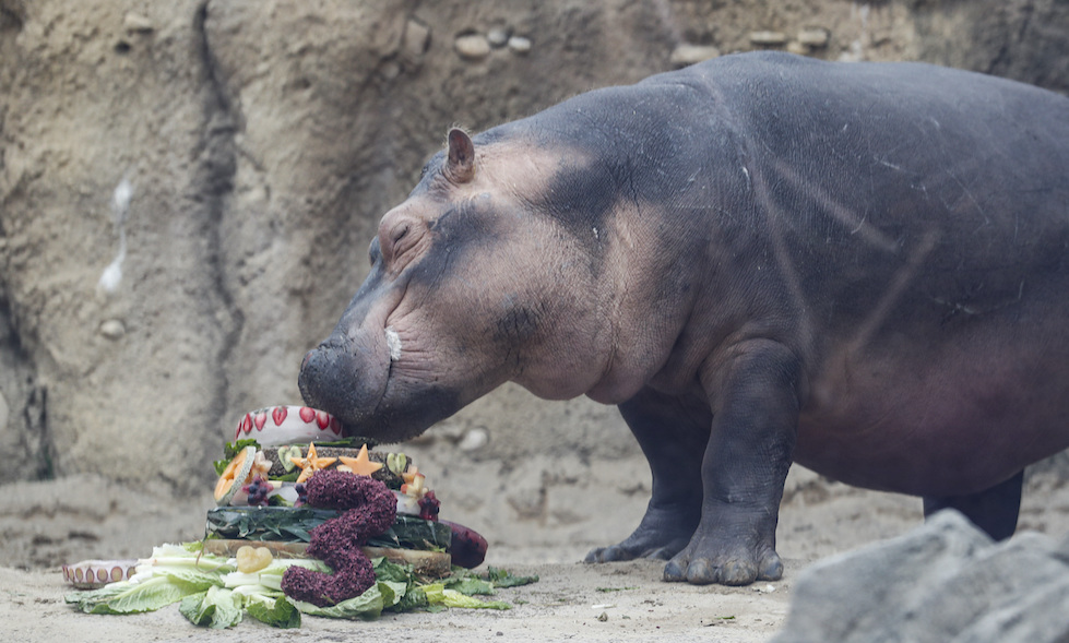 Premature Hippo Birthday