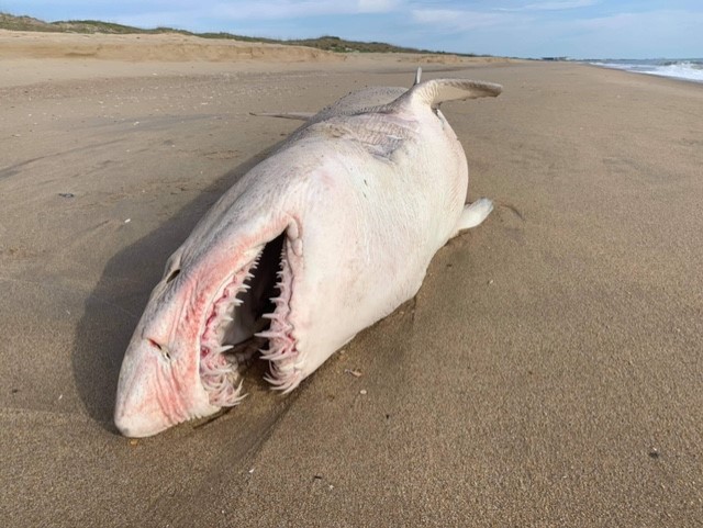 shark photo by Edward Ponton.jpg