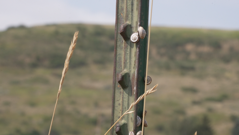 Eastern Heath Snails