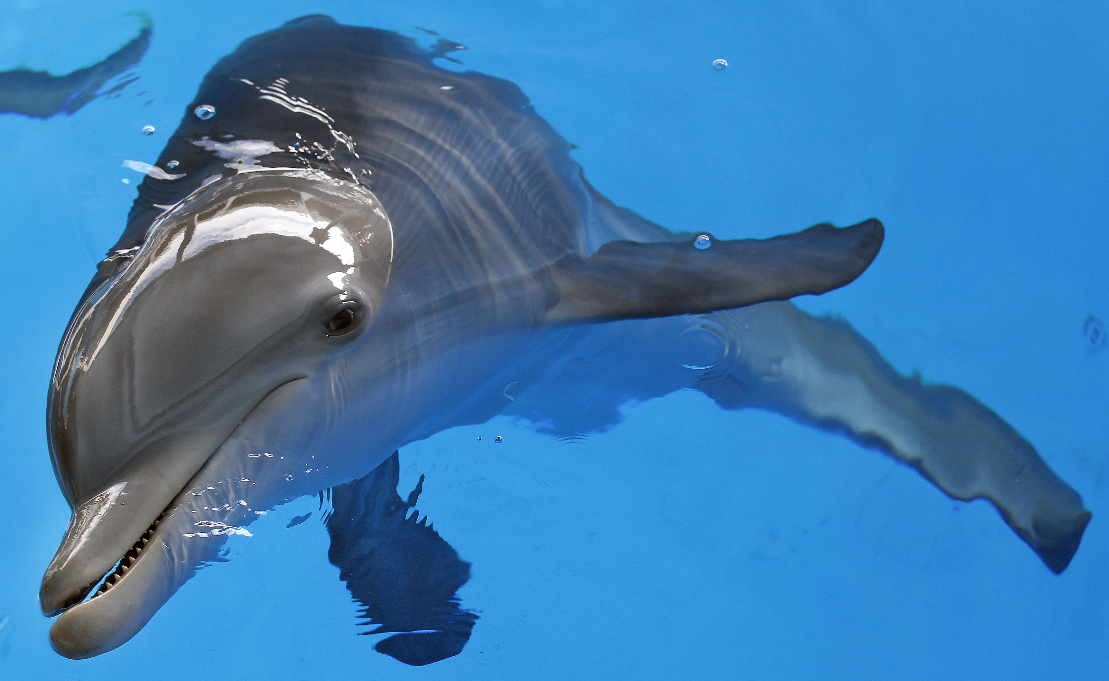 Famous Dolphin