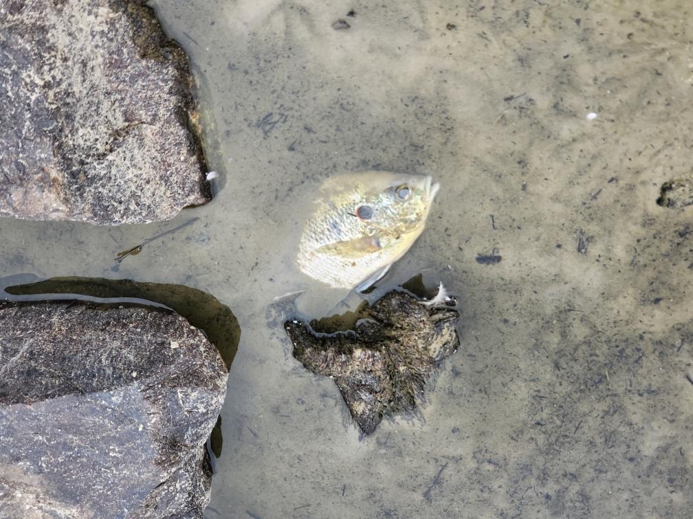 Wyndham Lake dead fish.jpg