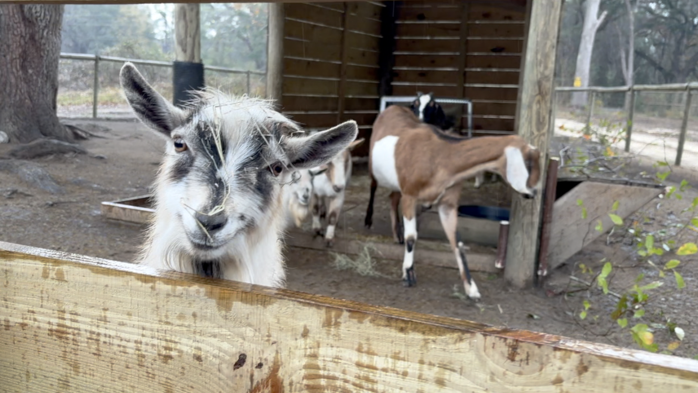 Animals at the North Florida Wildlife Center