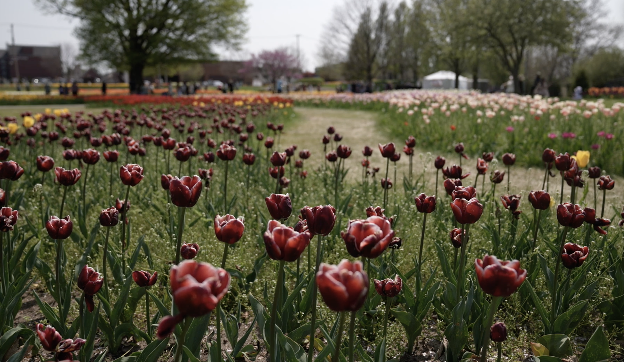 The tulip festival helps provide Holland, Michigan, a city of 34,000 people, with a major economic boost come springtime. It brings in 500,000 people and has a $48 million economic impact.