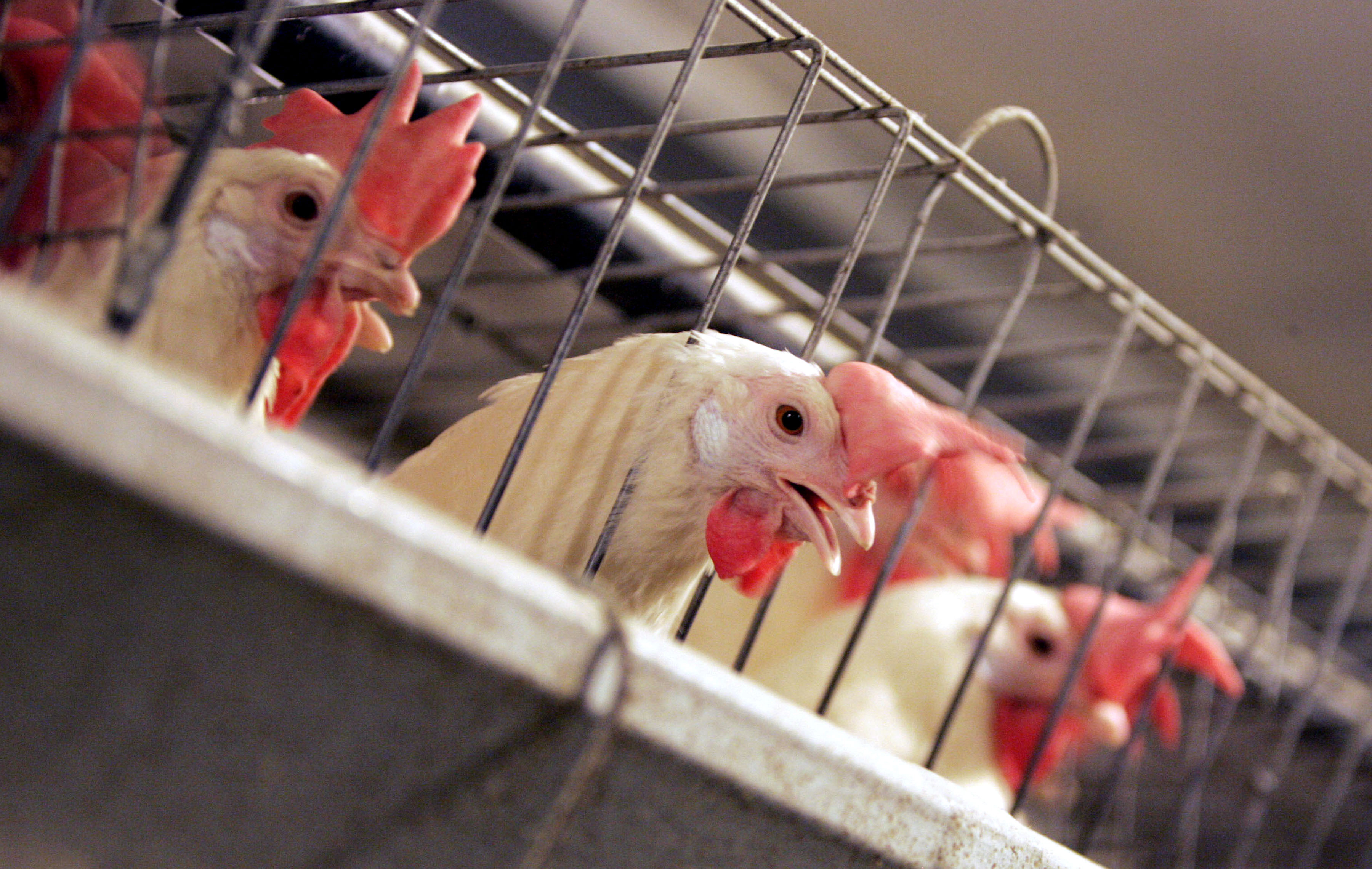 Poultry Pollution Lawsuit