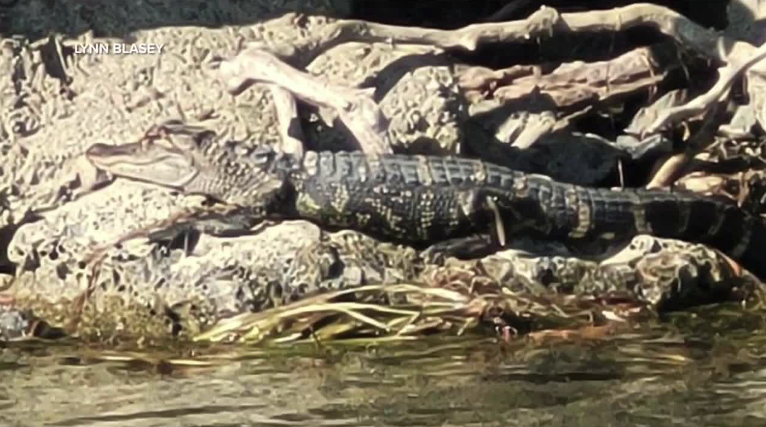 Alligator sighting in Michigan 