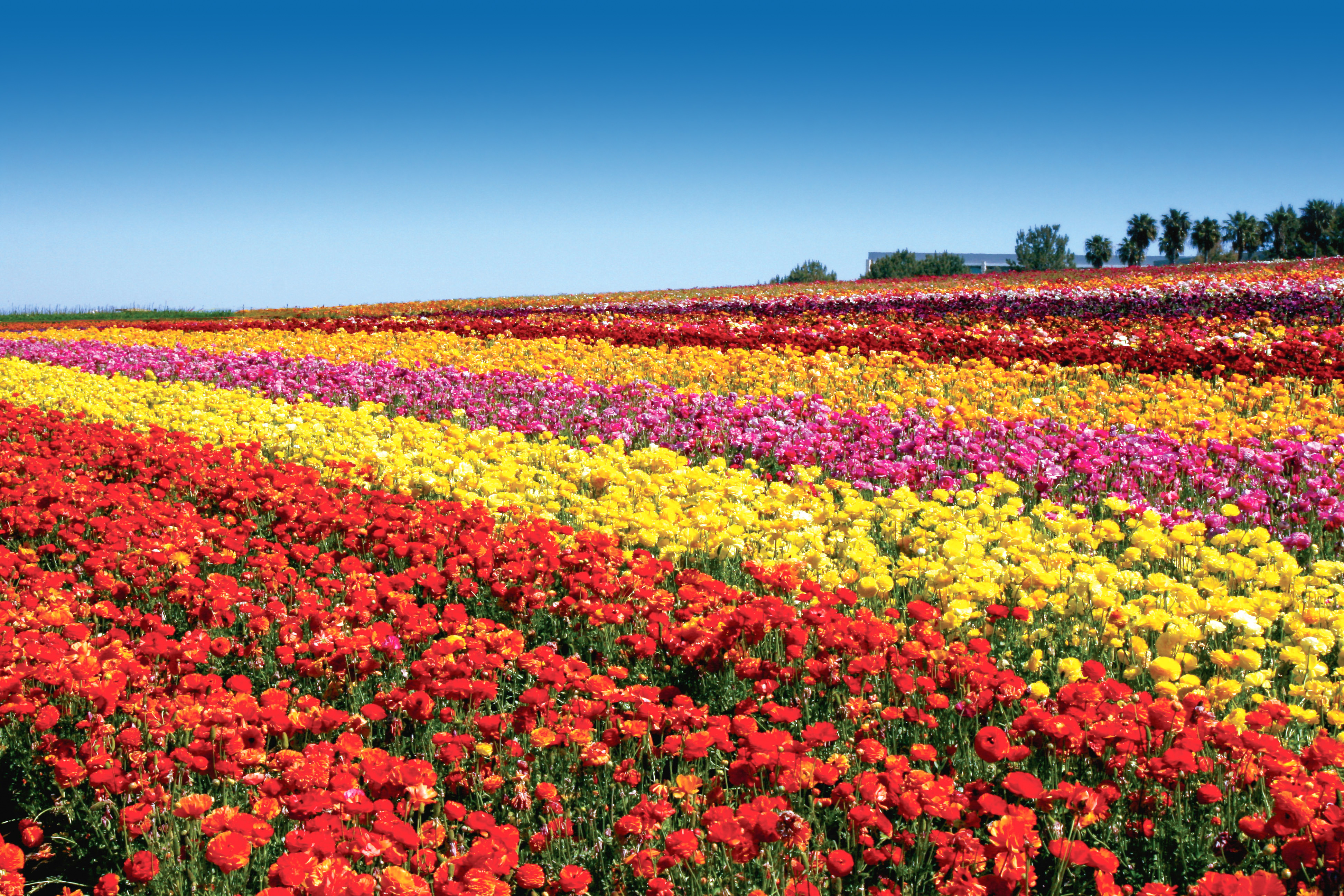 TheFlowerFields_by_MarcieGonzalez 14.jpg