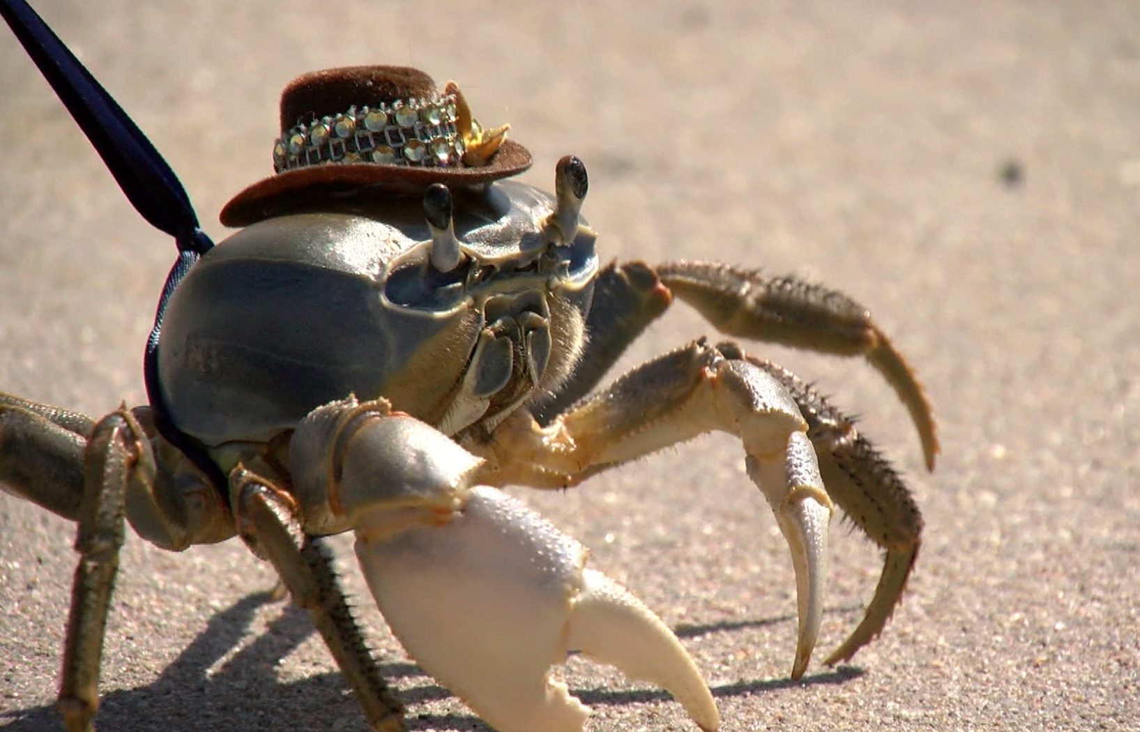 Howie the Crab