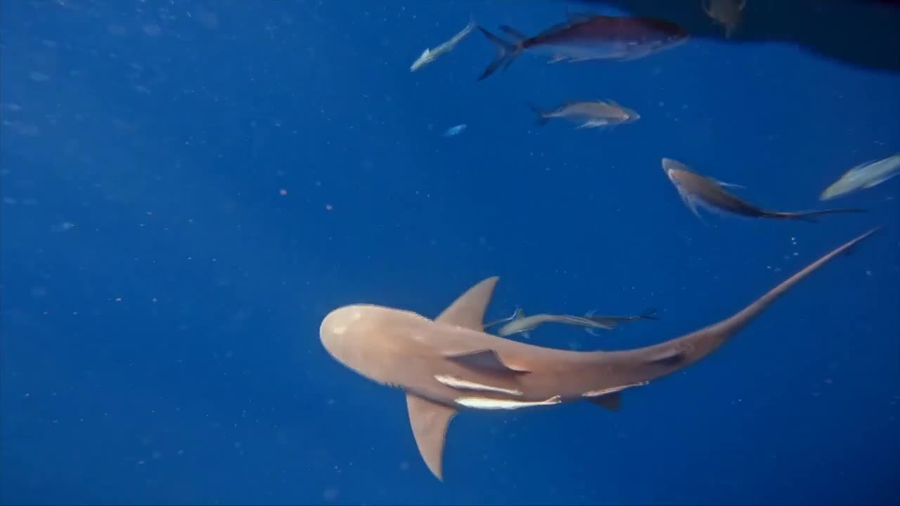 Sharks