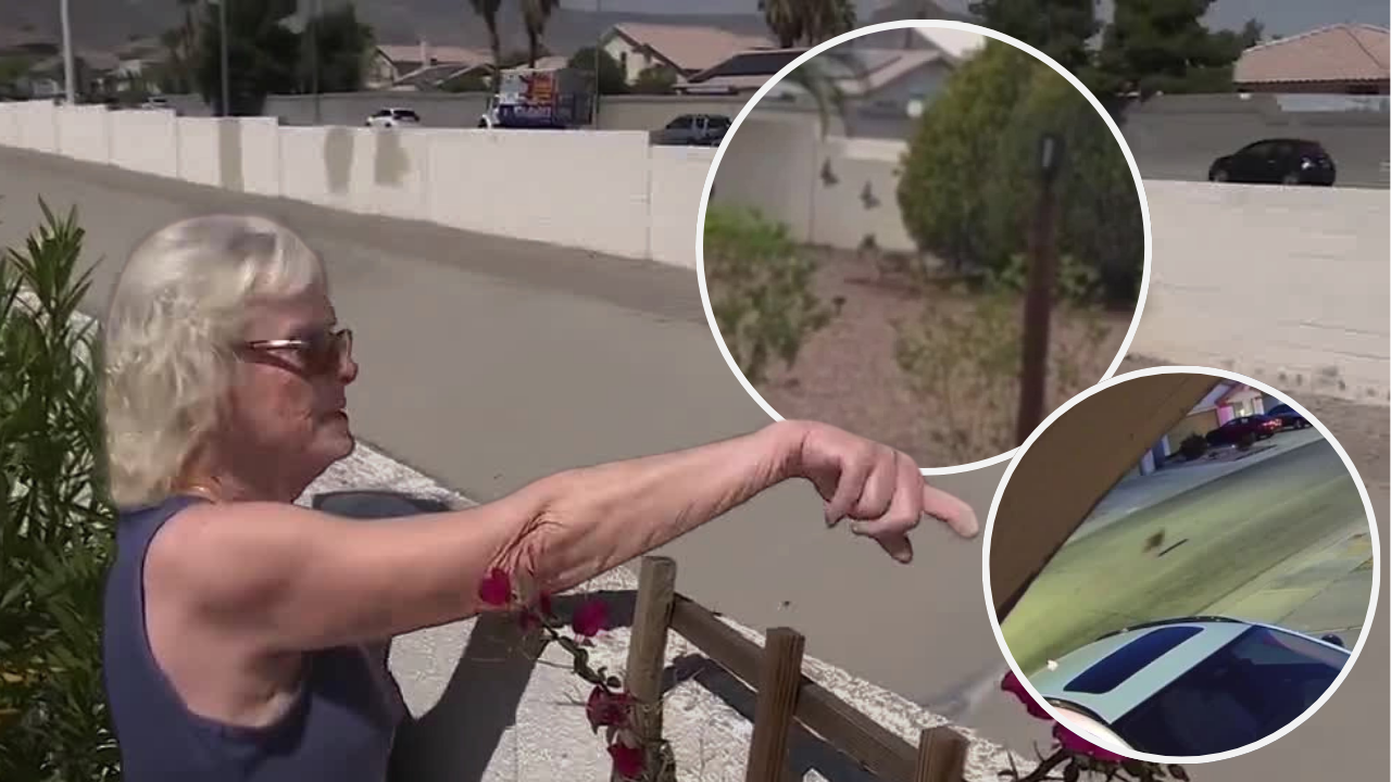 Northwest Las Vegas locals seeing more coyotes in their neighborhoods as weather warms up