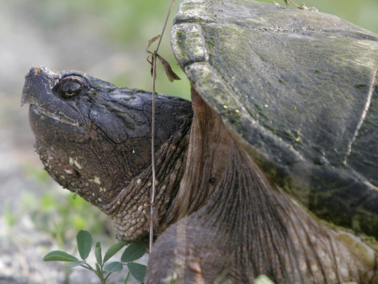 Snapping Turtle