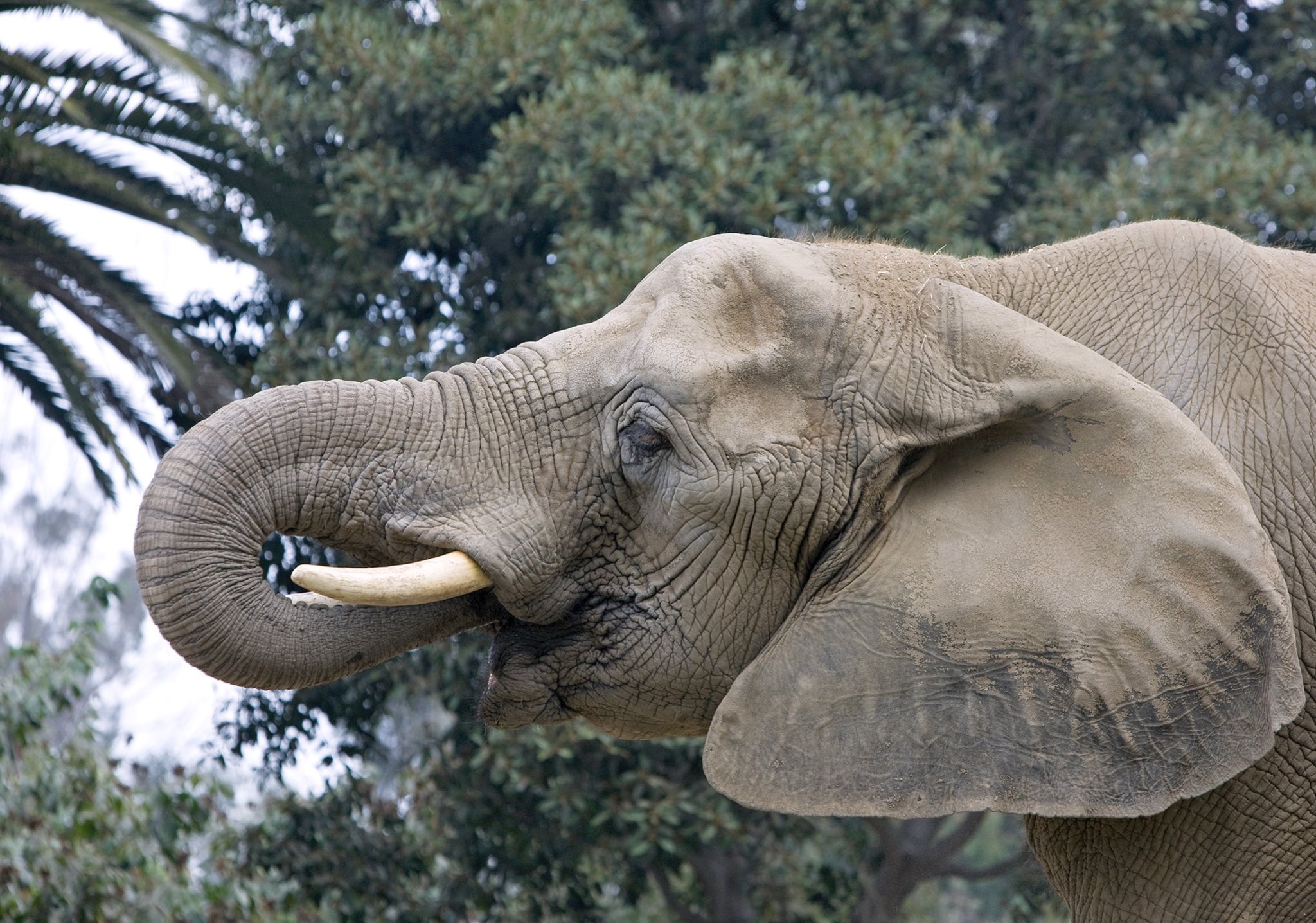 Tembo the Elephant