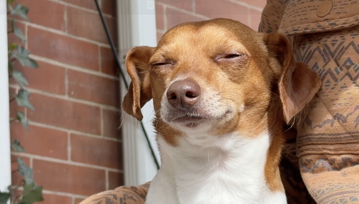 Monty sunning himself on Noah's porch and lap