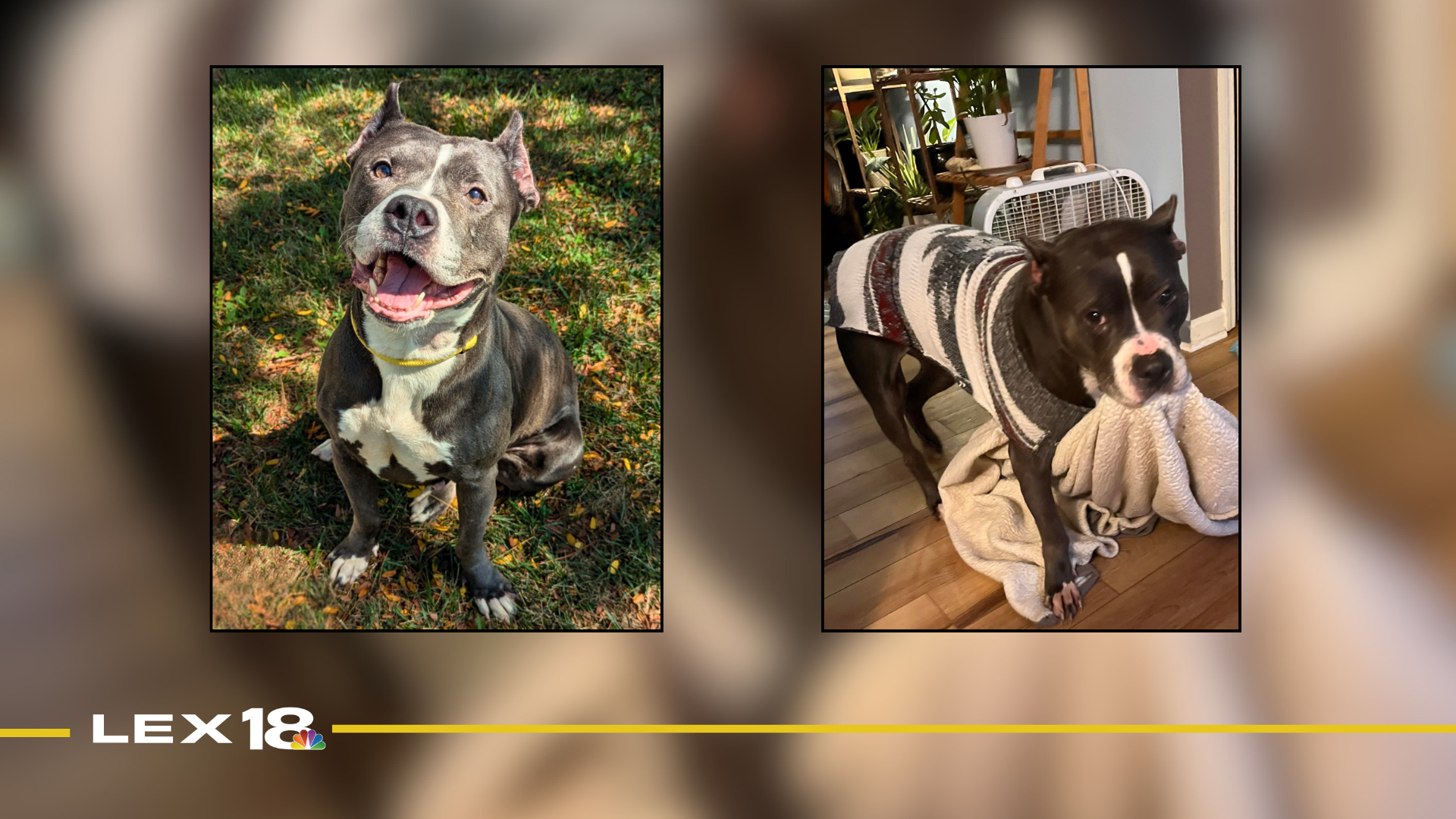 Featured Image Custom Edit (8).png