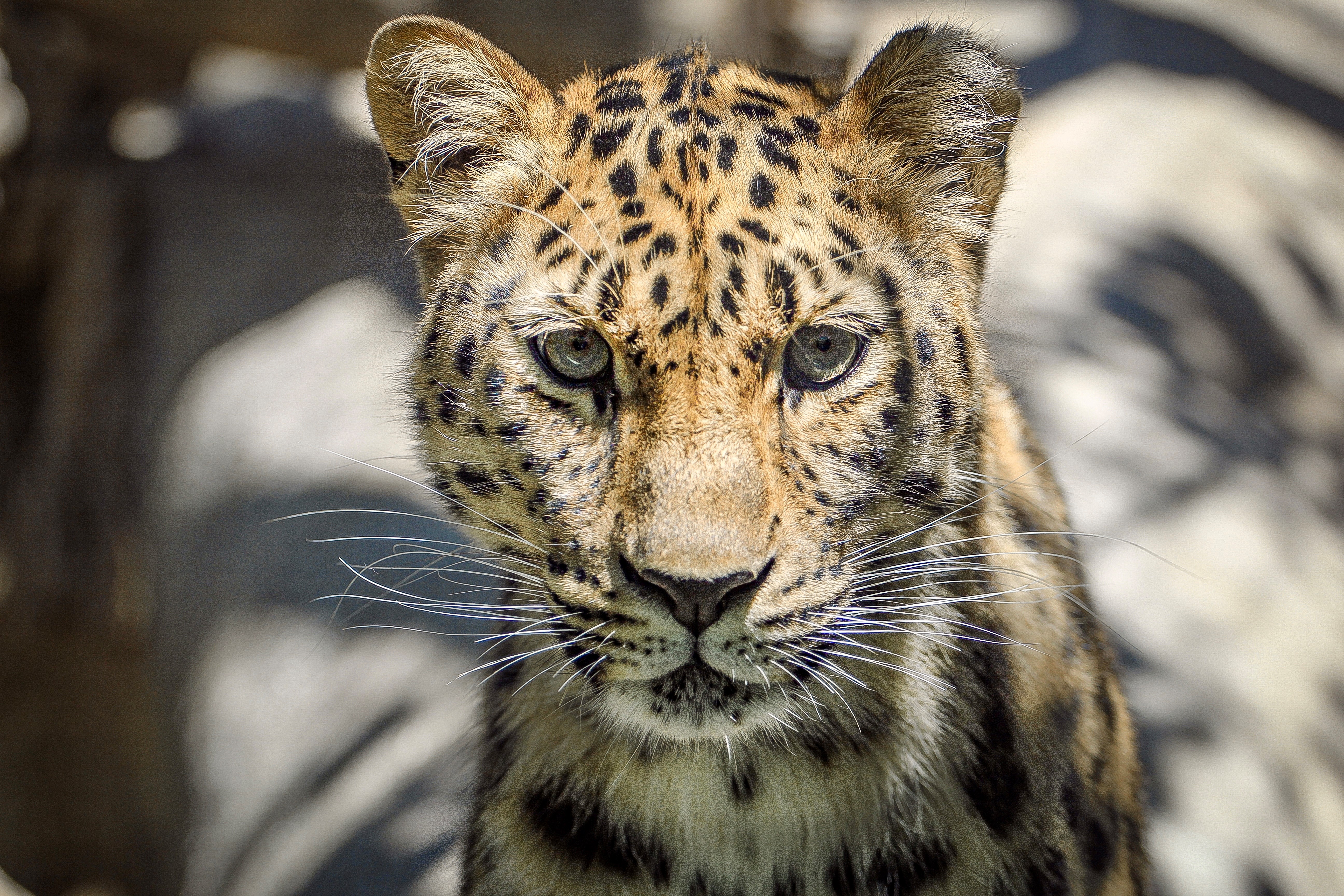 AMUR LEOPARD SANTA BARBARA ZOO.jpg