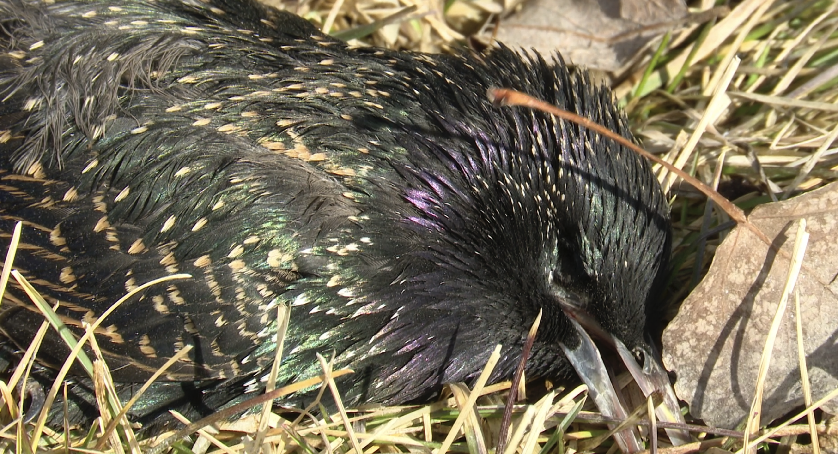 Starling found dead in Billings
