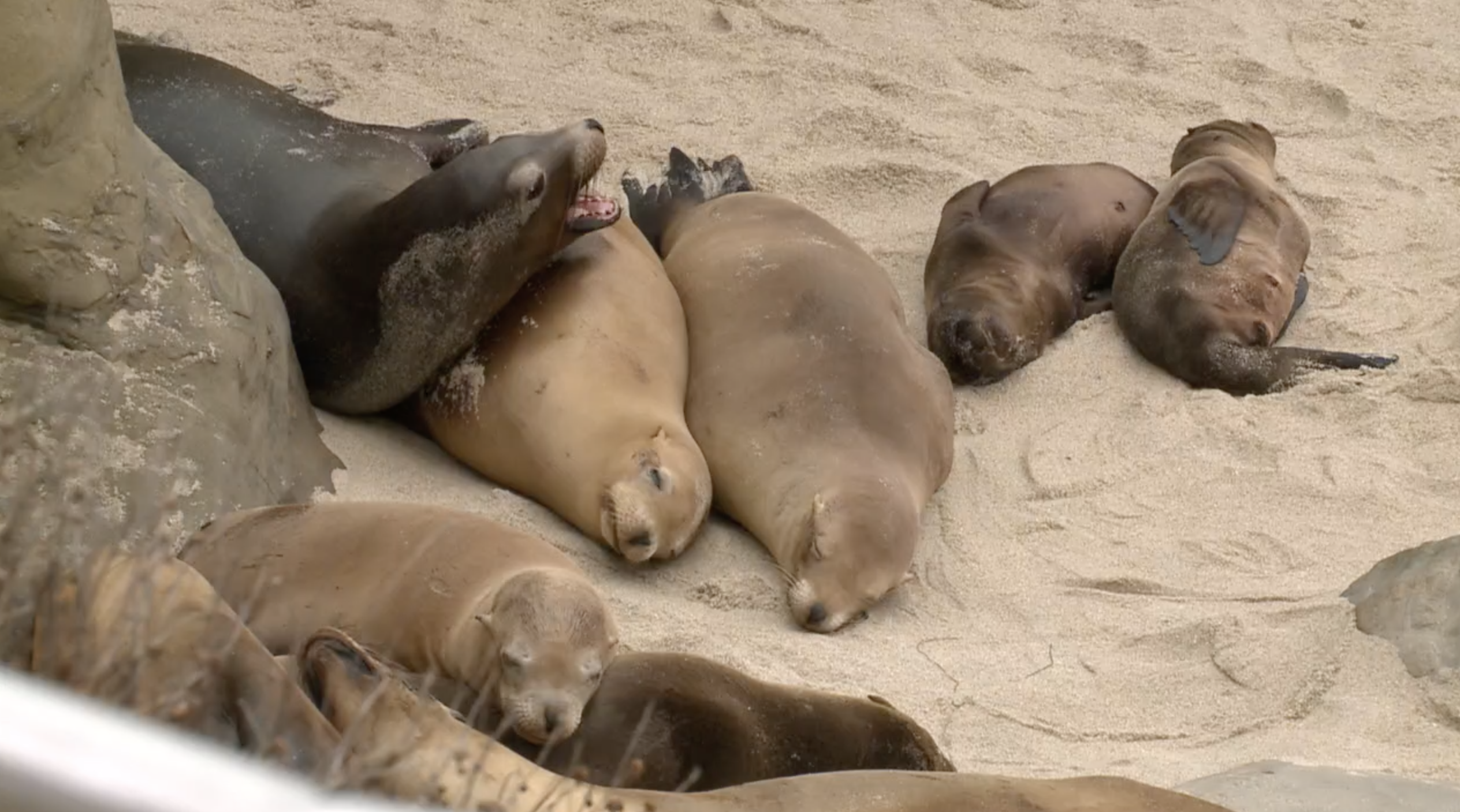 Sea Lions chilling La Jolla