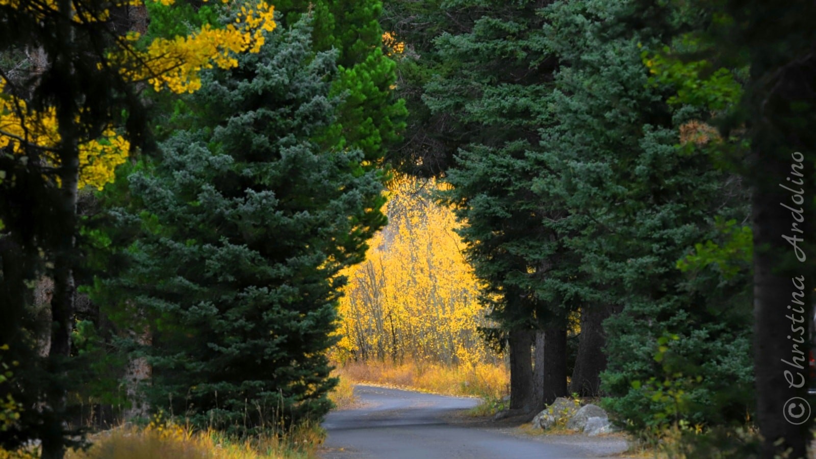 Christina Ardolino RMNP