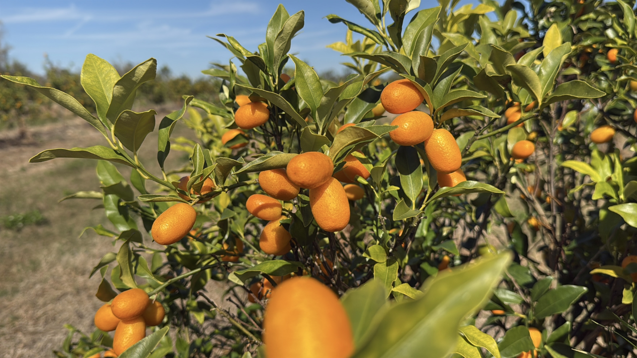 kumquats.png