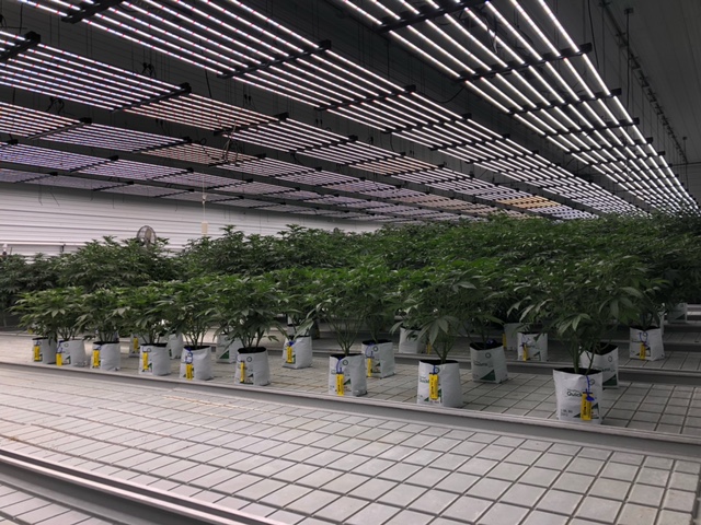 Marijuana in cultivation room