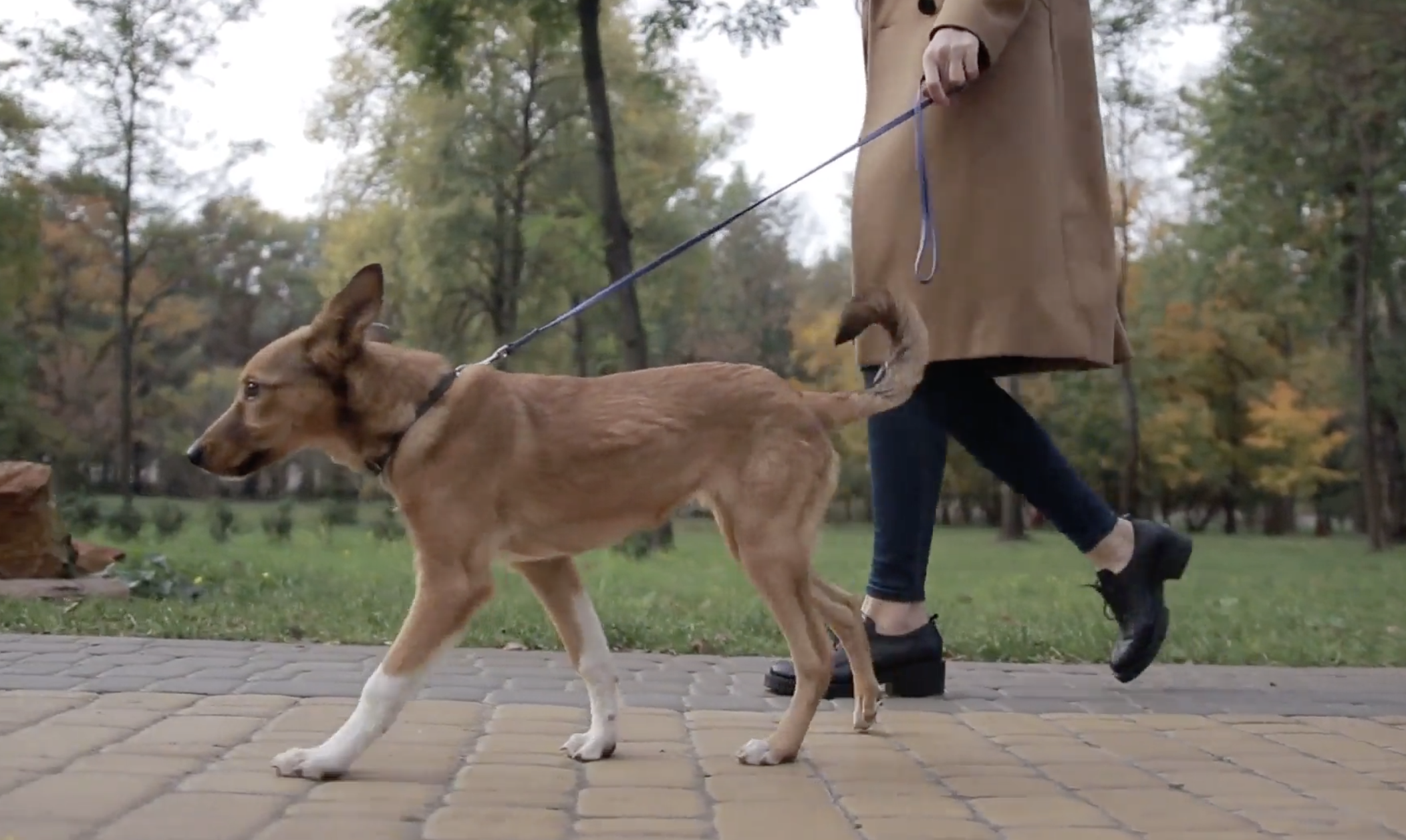 Many people have adopted pets during the pandemic, but not everyone has considered the potential cost of future medical care for their pet, nor if their pet may need insurance to cover those potential expenses.