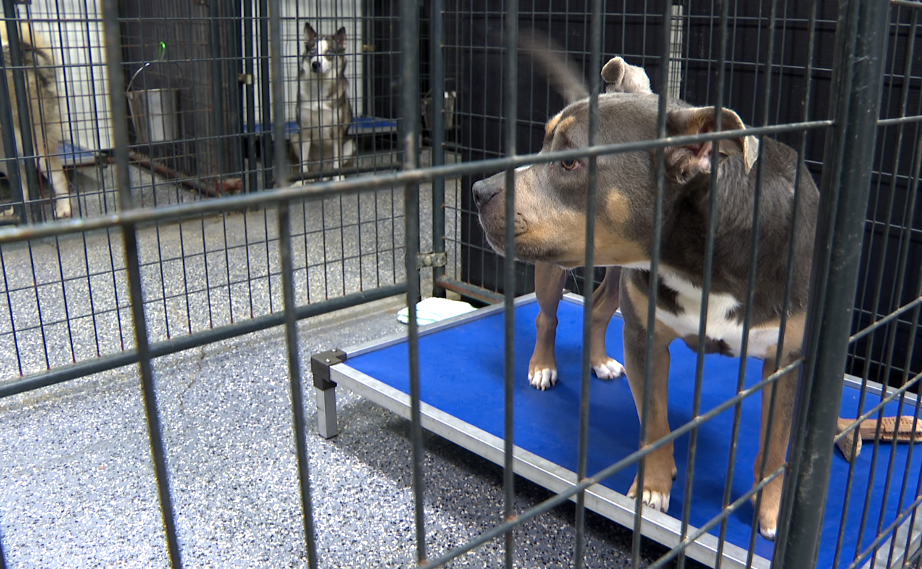 In the foreground: Regina, a Pit Bull Terrier, who's not quite five years old.