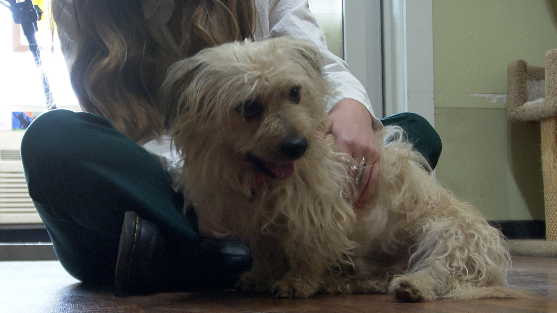 Stitch at Lewis and Clark Humane Society