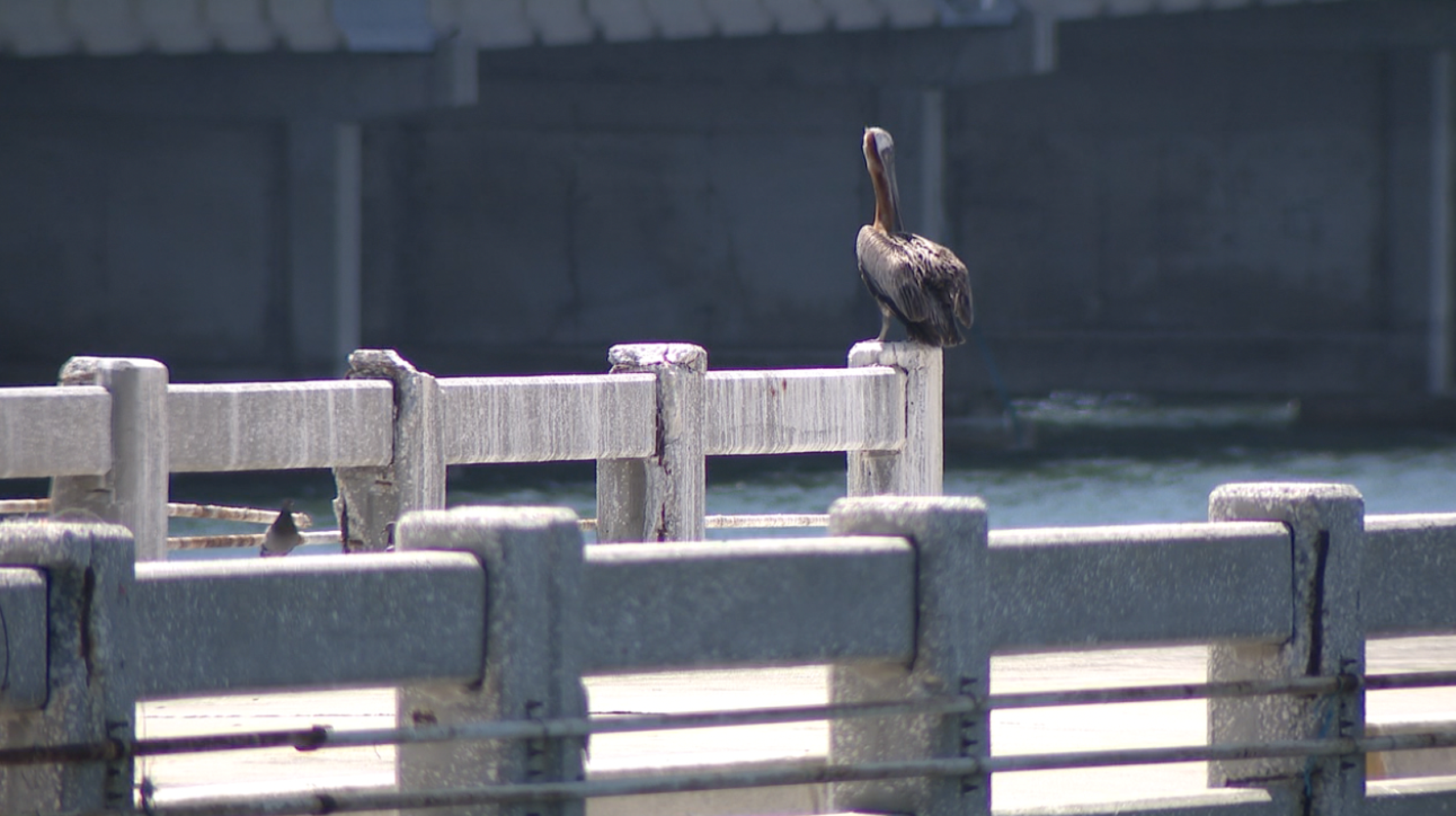 PELICAN.png
