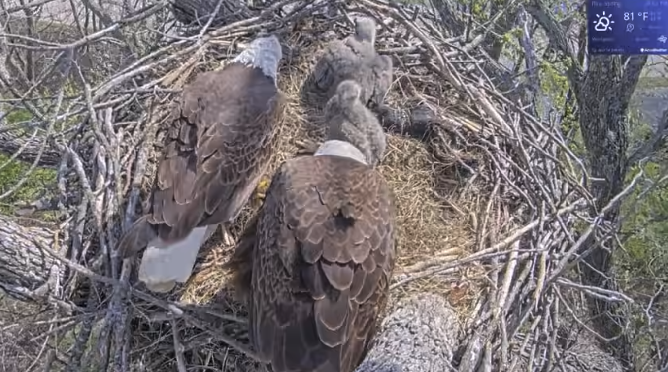 blue springs eagle family.png