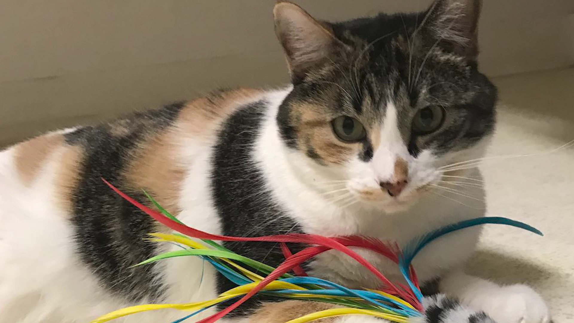 Pet Paw-see is hosting 'Cinco De Meow-Meow'
