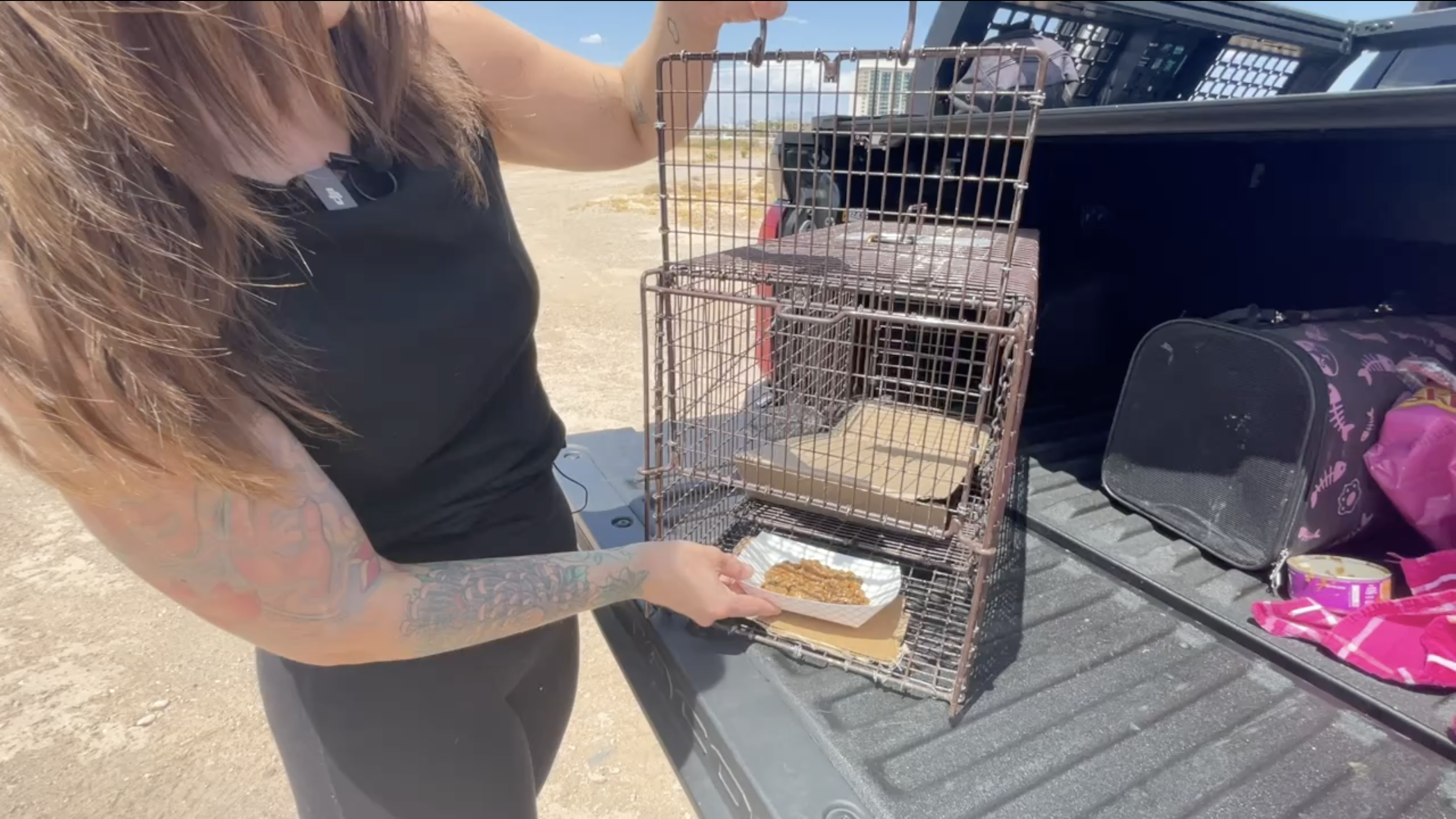 Stray cat problem