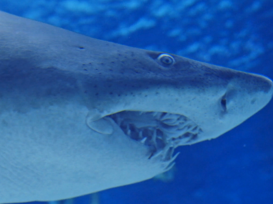 shark part .png
