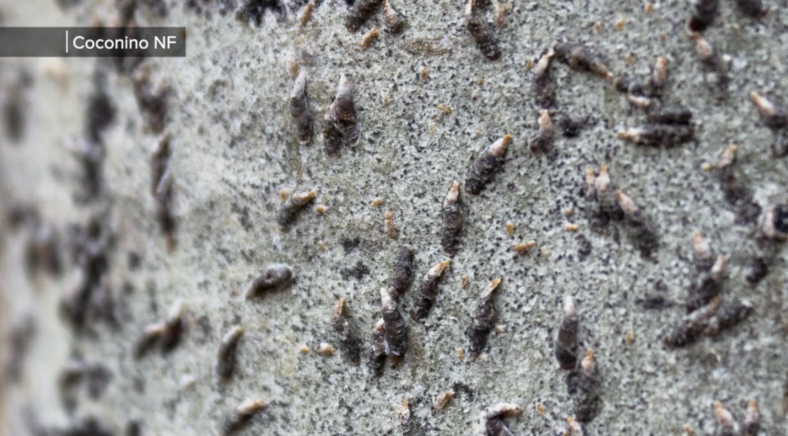 NPS Oyster Shell Scale.png