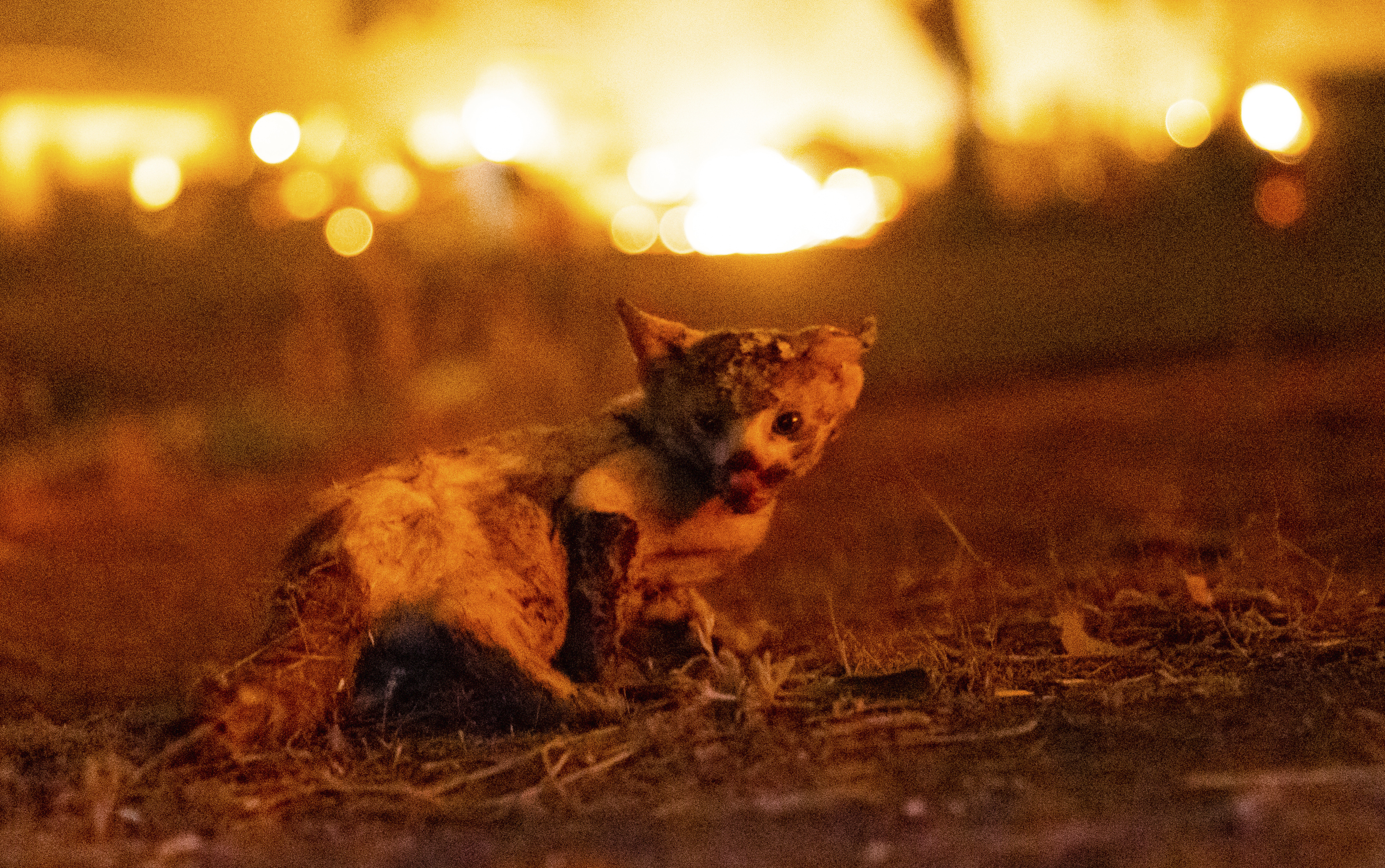 California Wildfires