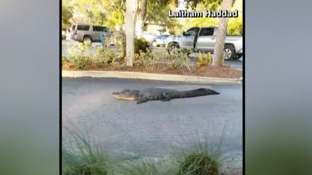 wptv-sanibel-gator.jpg