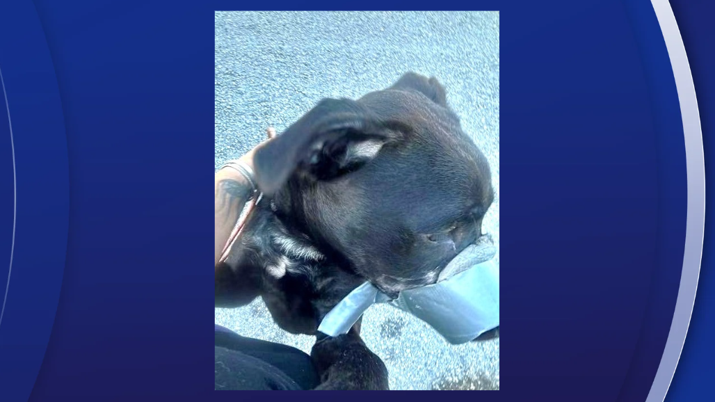 Florida woman accused of duct-taping a dog's mouth shut faces over a dozen animal cruelty charges: PCSO