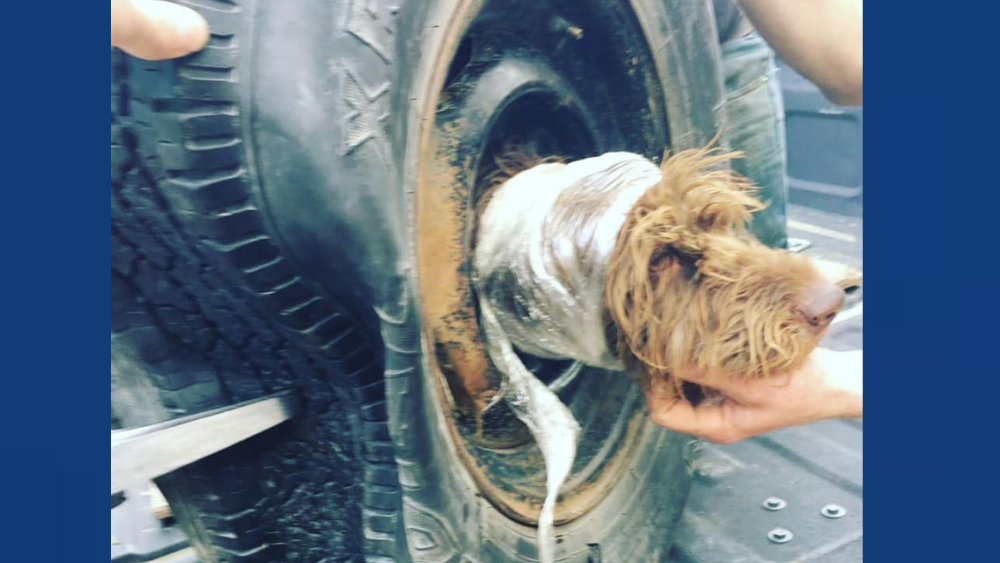 Bozeman firefighters free dog's head from wheel