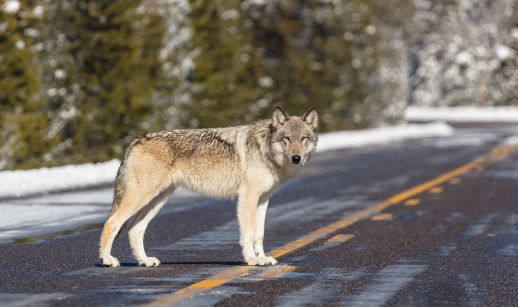 wolfy.jpg