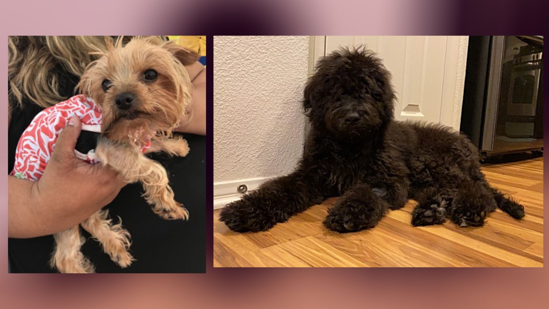 dog choking on nothing