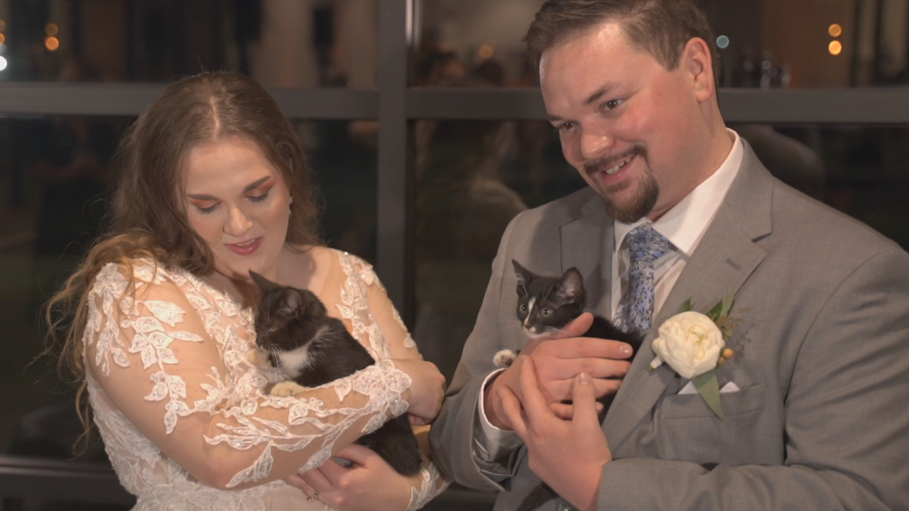 Tullys Tails Cat Toss 2.png