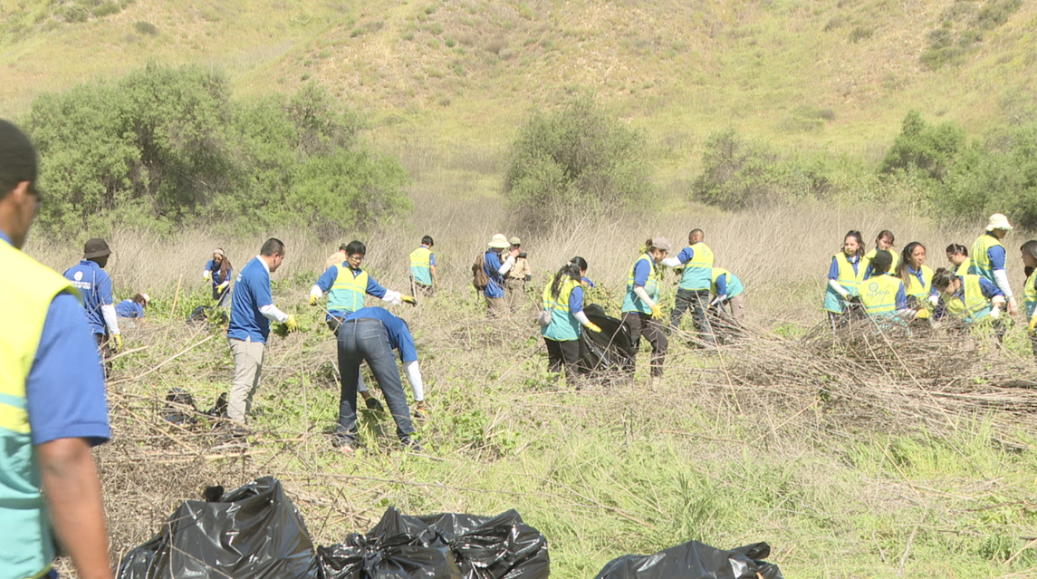 More than 150 volunteers hiked nearly a mile into Los Peñasquitos Canyon Sunday afternoon to pull black mustard.