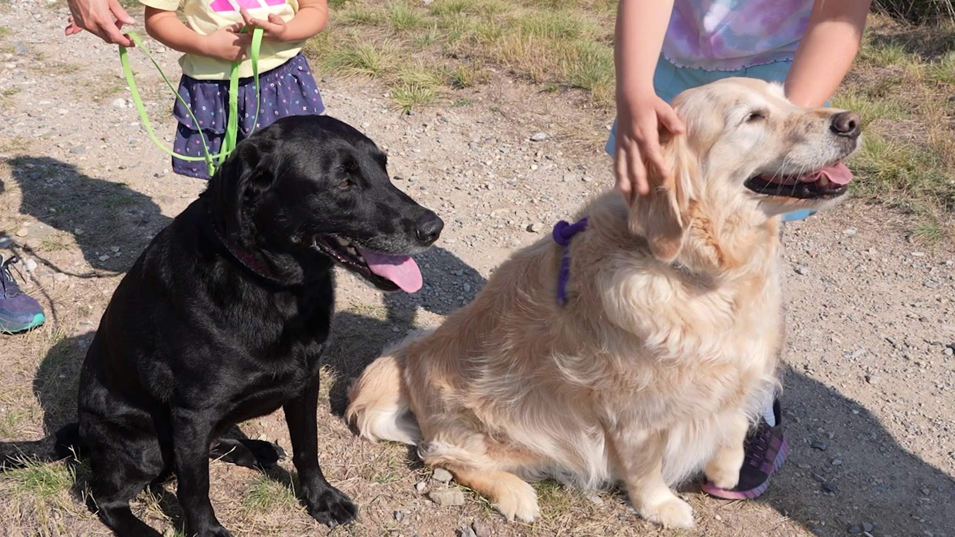 'Pups For Public Lands' photo contest underway across Montana