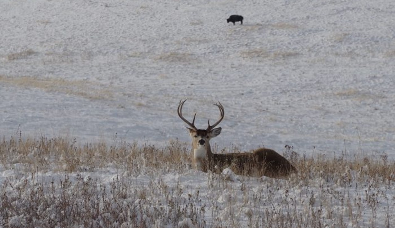 deer-wildlife-700x495.jpg