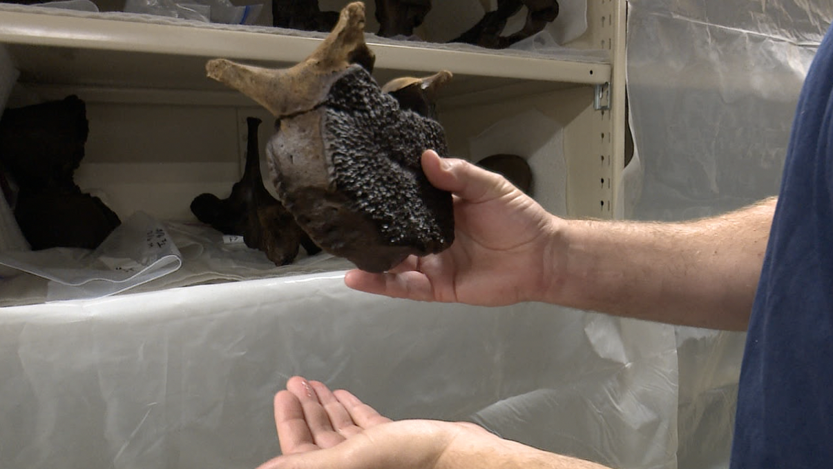 Kent Co. Mastodon Bones