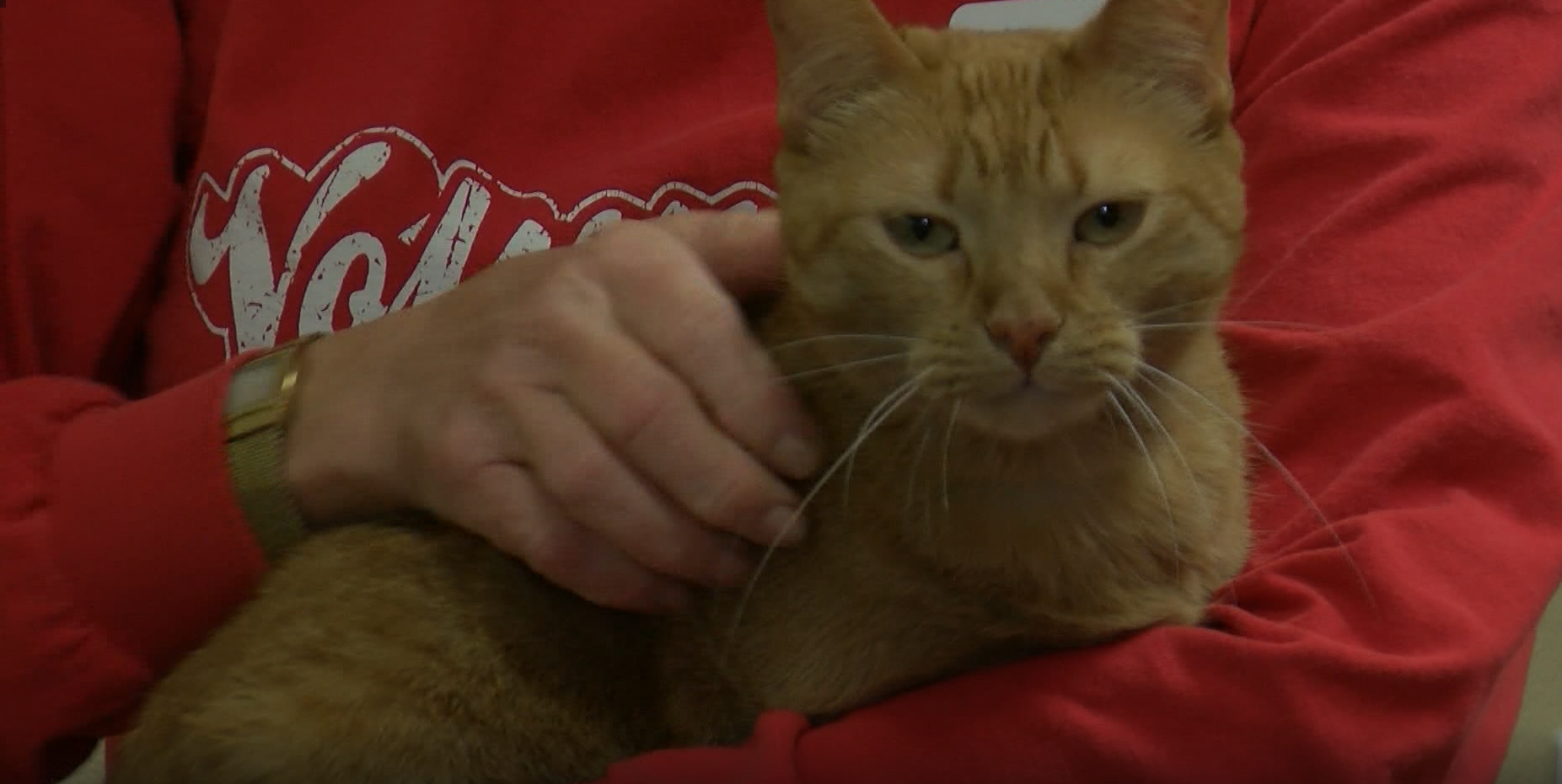 Clear The Shelters campaign