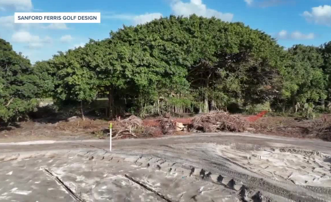 Delray Beach Golf Club banyan tree