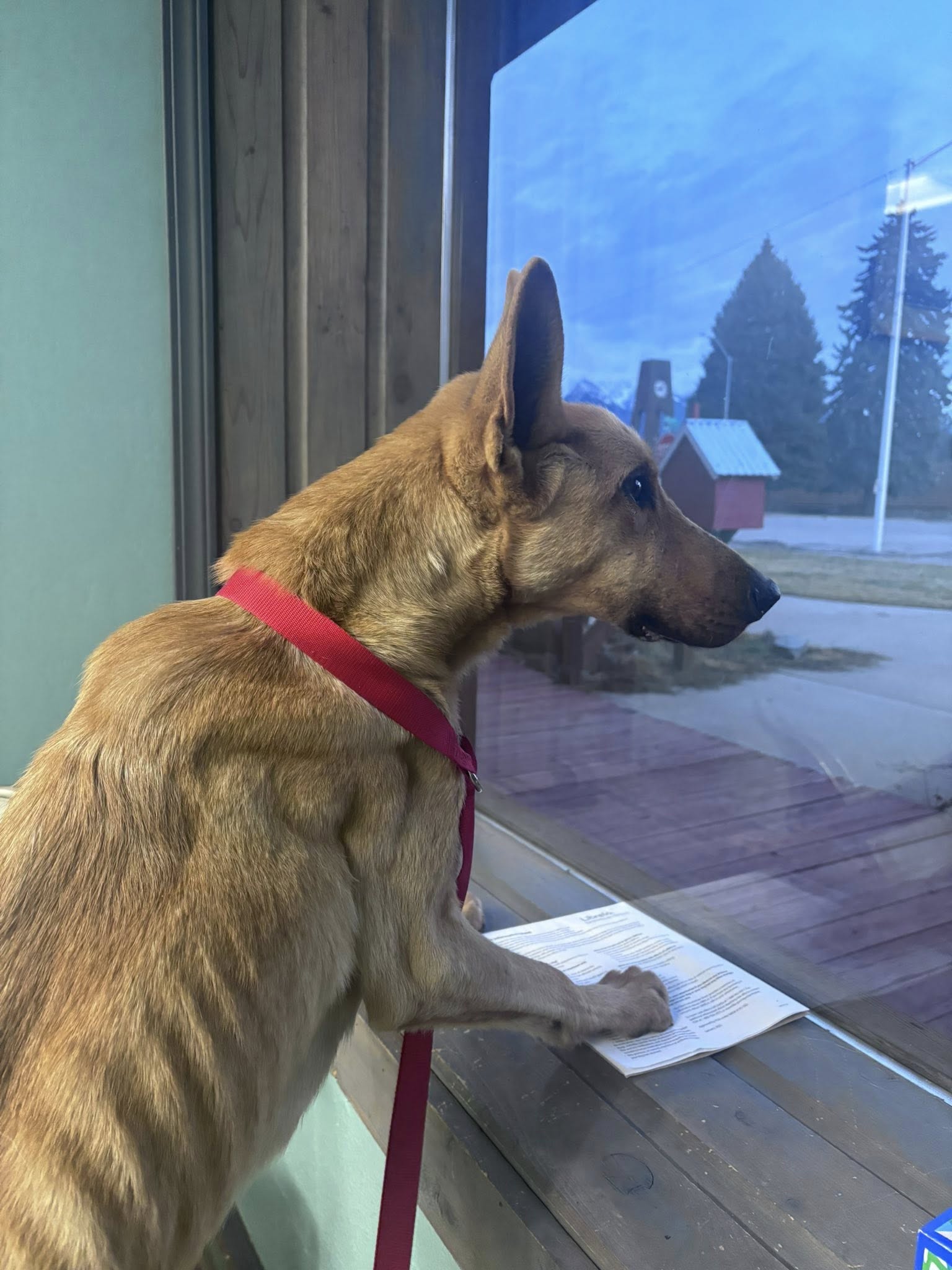 Jack Mineral County Dog Rescue