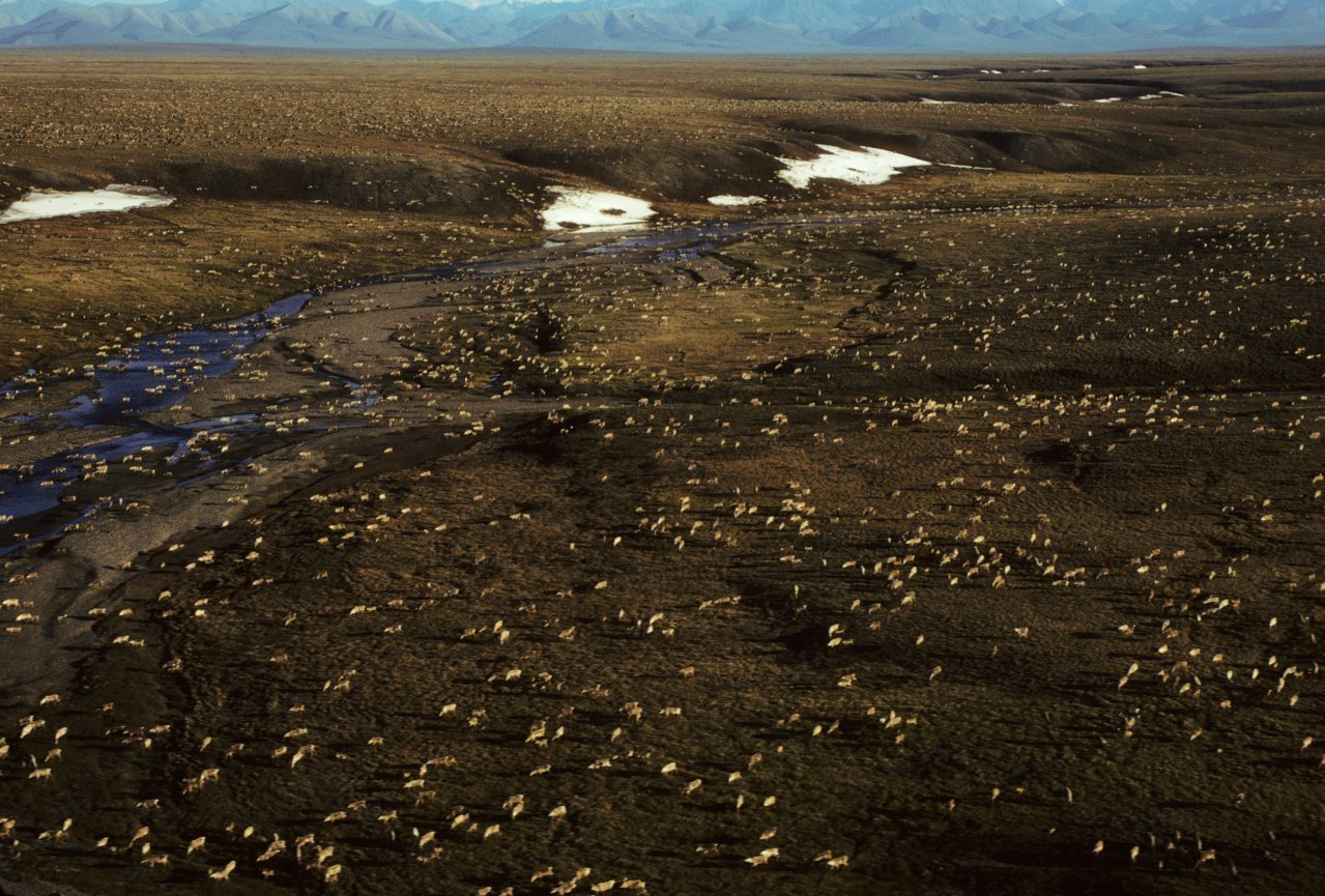 Artic Refuge Drilling