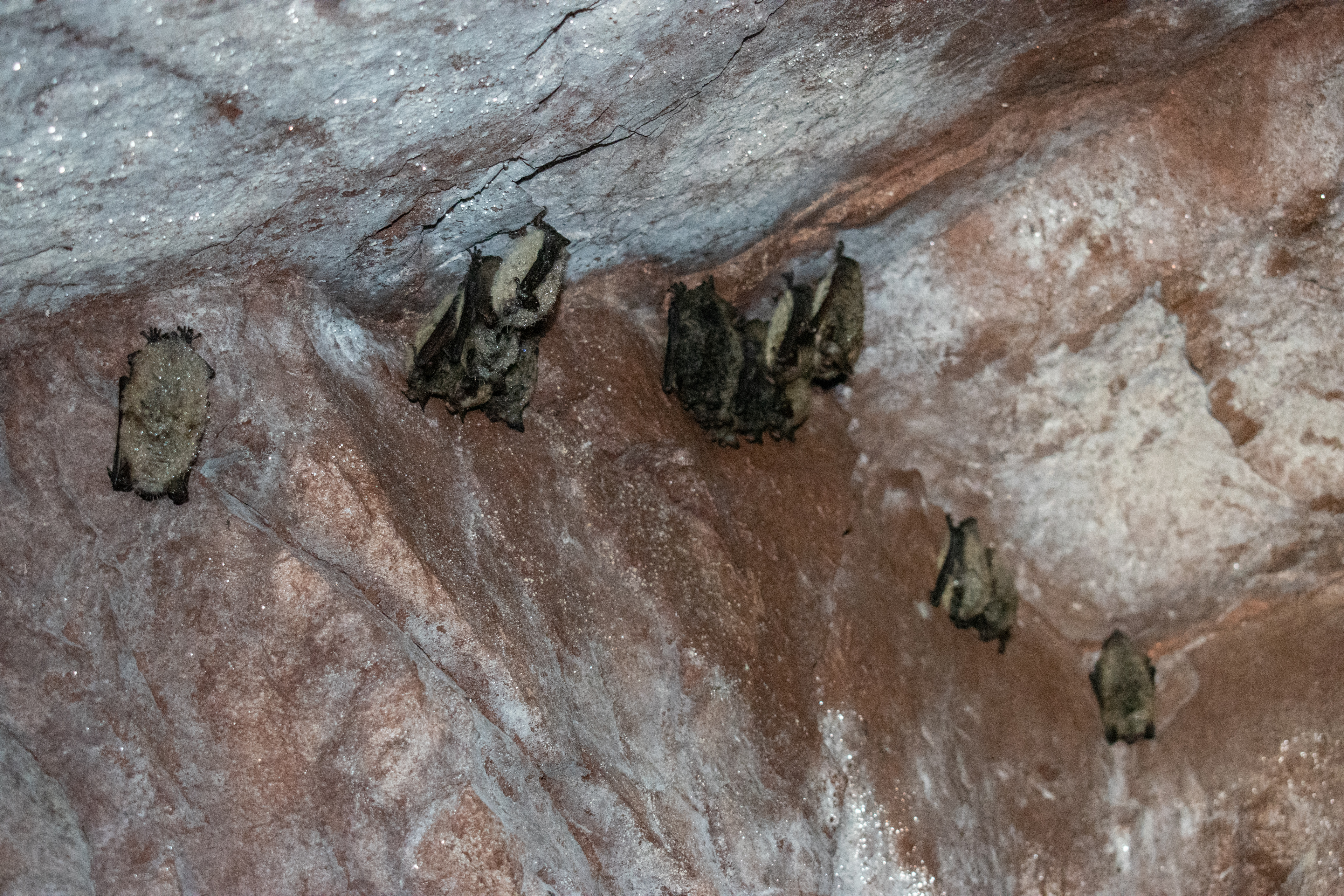 Little Brown Bats Michigan